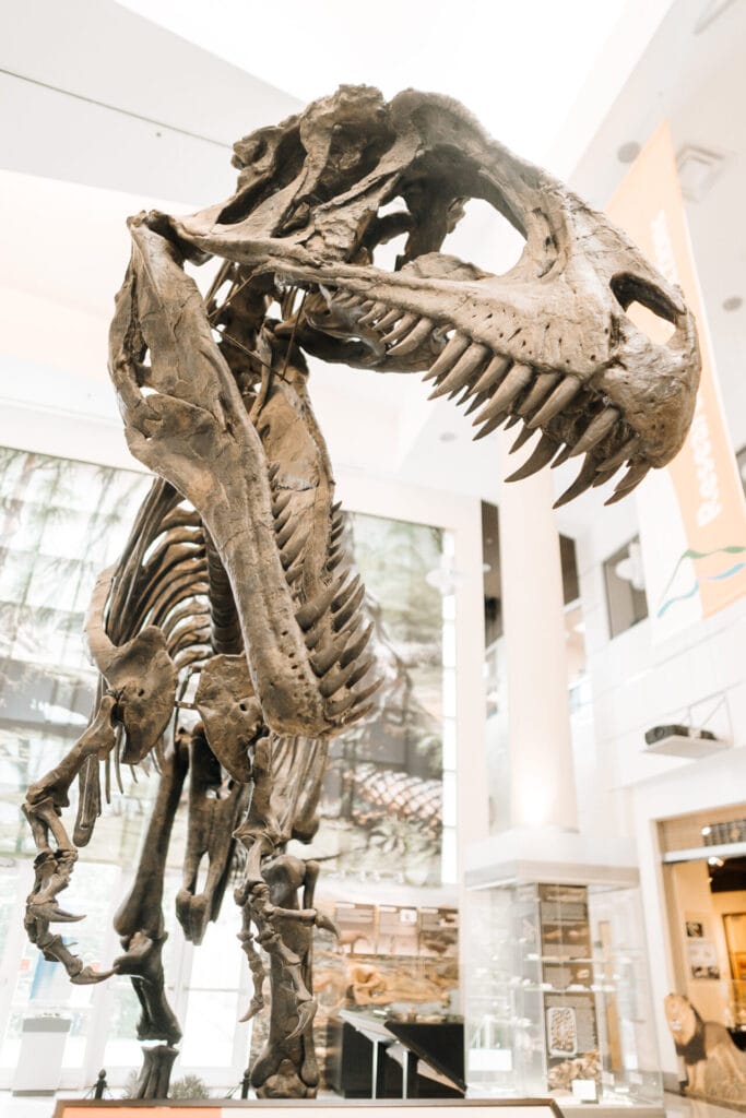 Allosaurus fossil on display in the Virginia Museum of Natural History